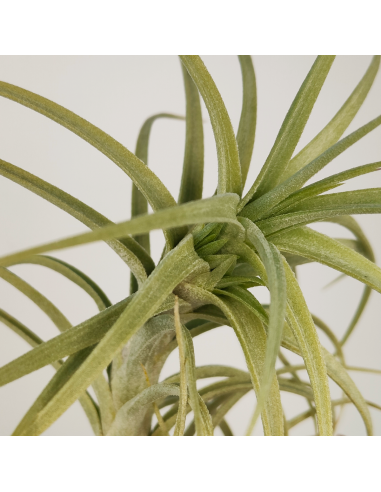 Tillandsia Sweet Isabel Ecoterrazas