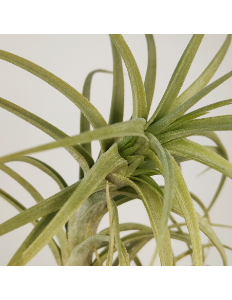 Tillandsia Sweet Isabel Ecoterrazas