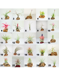 Pack 25 Tillandsias Collection Ecoterrazas