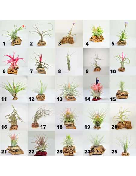 Pack 25 Tillandsias Colección Ecoterrazas