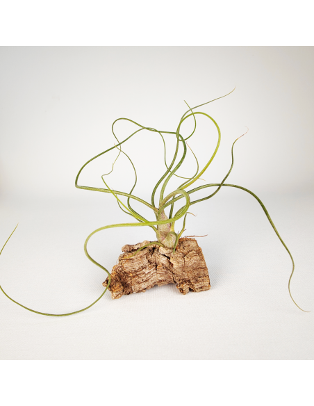 Tillandsia Bulbosa x Butzii Ecoterrazas