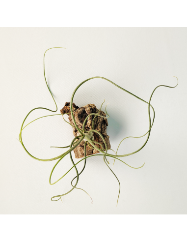 Tillandsia Bulbosa x Butzii Ecoterrazas