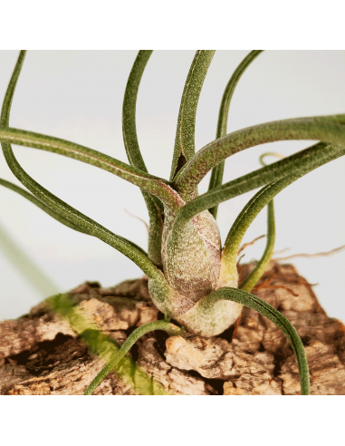 Tillandsia Bulbosa x Butzii Ecoterrazas