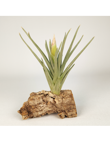 Tillandsia Alberanthos Ecoterrazas