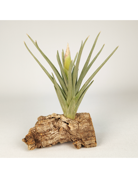 Tillandsia Alberanthos Ecoterrazas
