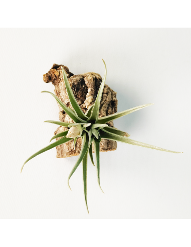 Tillandsia Alberanthos Ecoterrazas