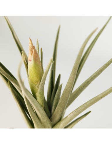 Tillandsia Alberanthos Ecoterrazas