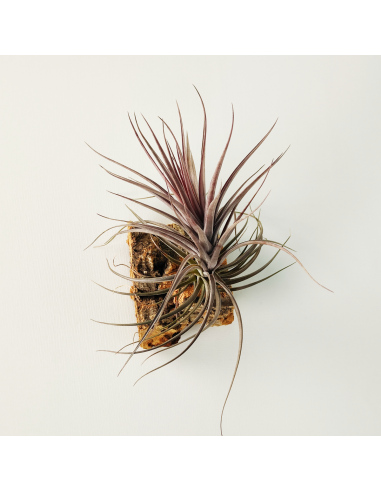 Tillandsia Holm´s Rosemary Ecoterrazas
