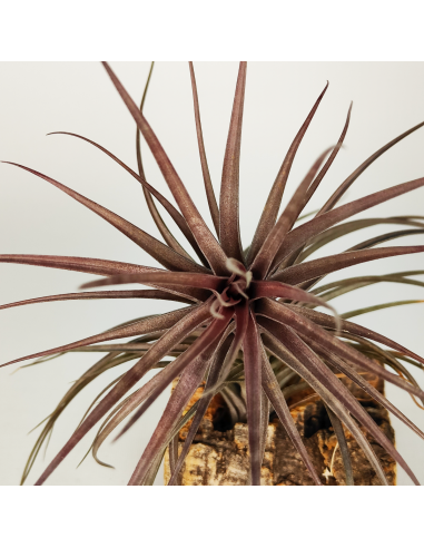 Tillandsia Holm´s Rosemary Ecoterrazas