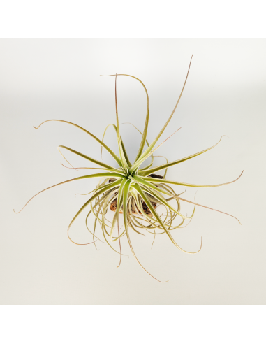 Tillandsia Purpurea Tipo 9 Ecoterrazas
