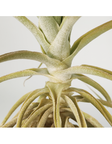 Tillandsia Purpurea Tipo 9 Ecoterrazas