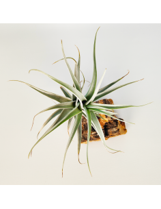 Tillandsia Albida Giant Ecoterrazas 2
