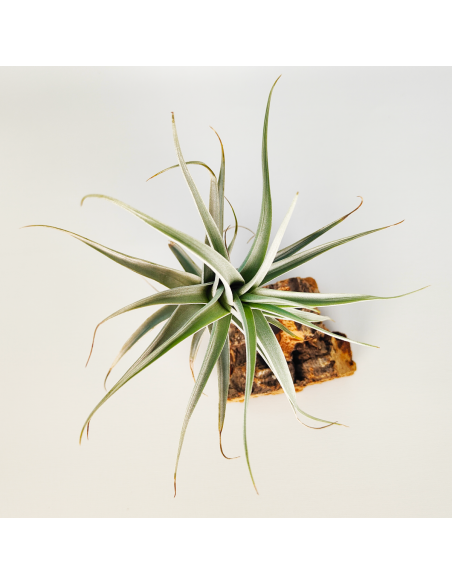 Tillandsia Albida Giant Ecoterrazas