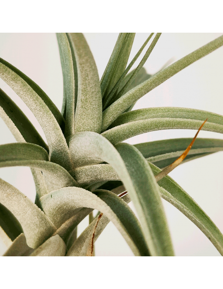 Tillandsia Albida Giant Ecoterrazas