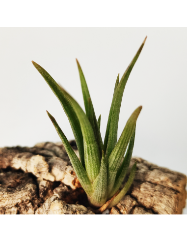 Tillandsia Ericii Ecoterrazas