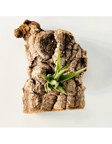 Tillandsia Ericii Ecoterrazas