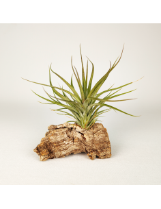 Tillandsia Stricta Grün-Hart x Tenuifolia Amethyst Ecoterrazas