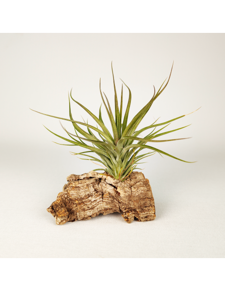 Tillandsia Stricta Grün-Hart x Tenuifolia Amethyst Ecoterrazas