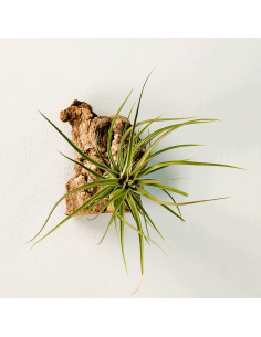 Tillandsia Stricta Grün-Hart x Tenuifolia Amethyst Ecoterrazas 2