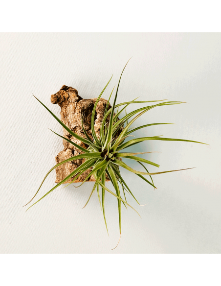 Tillandsia Stricta Grün-Hart x Tenuifolia Amethyst Ecoterrazas