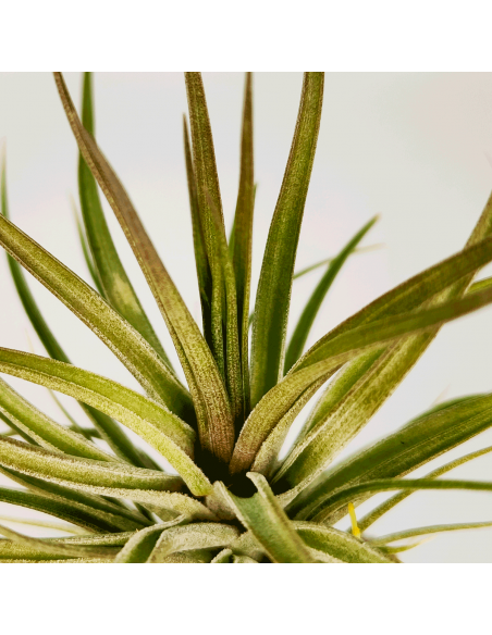 Tillandsia Stricta Grün-Hart x Tenuifolia Amethyst Ecoterrazas