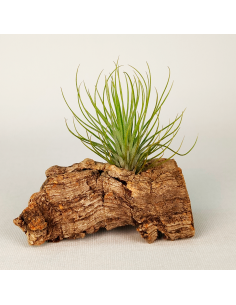 Tillandsia Funky One Ecoterrazas