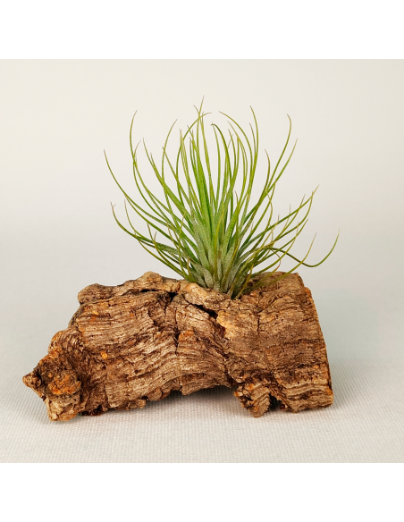 Tillandsia Funky One Ecoterrazas