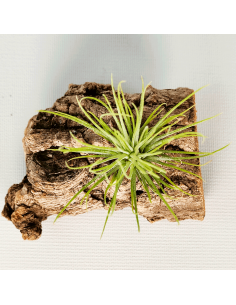 Tillandsia Funky One Ecoterrazas 2