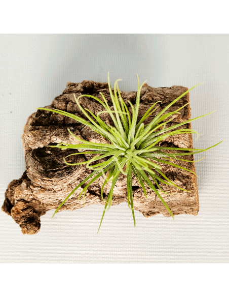 Tillandsia Funky One Ecoterrazas