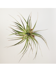 Tillandsia Houston Dark Red Ecoterrazas 2