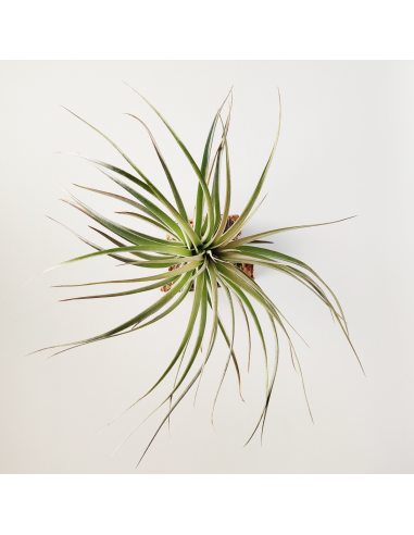 Tillandsia Houston Dark Red Ecoterrazas