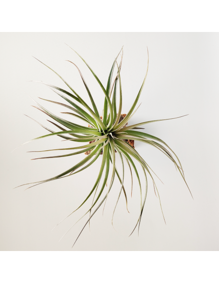 Tillandsia Houston Dark Red Ecoterrazas