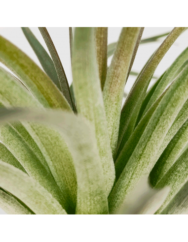Tillandsia Houston Dark Red Ecoterrazas