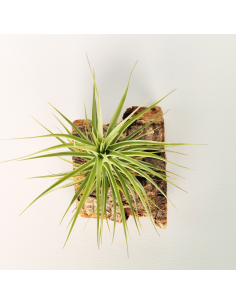 Tillandsia Holms Sapphire x Tenuifolia Ecoterrazas 2