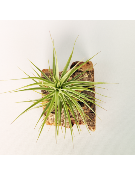 Tillandsia Holms Sapphire x Tenuifolia Ecoterrazas
