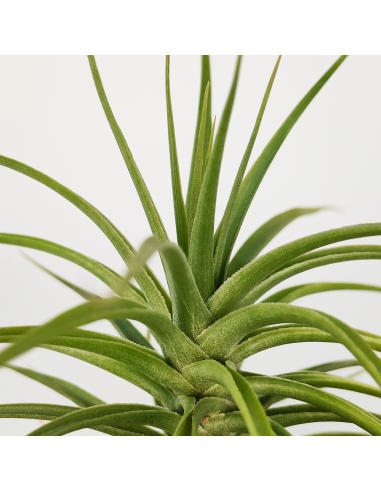 Tillandsia Holms Sapphire x Tenuifolia Ecoterrazas