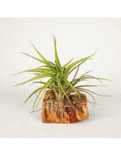 Tillandsia Holm´s Starfruit x Holm´s Star Rose Ecoterrazas
