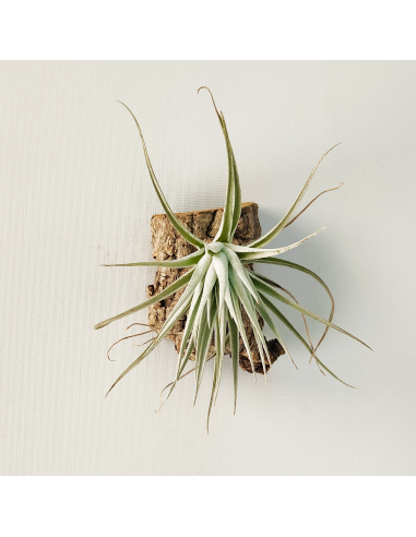 Tillandsia Stricta Grey x Holm´s Rose Bud Ecoterrazas