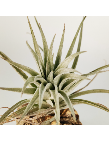 Tillandsia Stricta Grey x Holm´s Rose Bud Ecoterrazas