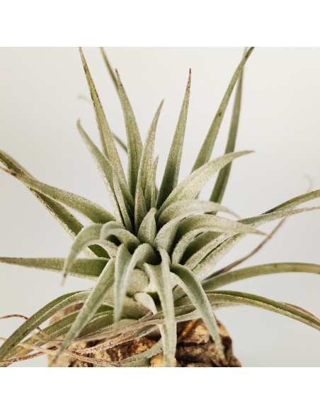 Tillandsia Stricta Grey x Holm´s Rose Bud Ecoterrazas