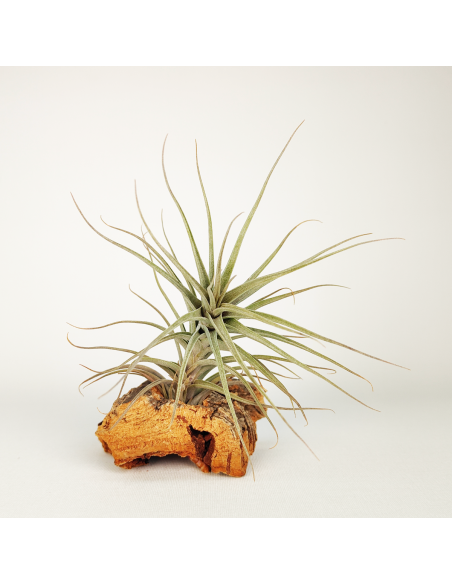 Tillandsia Werdermannii Ecoterrazas