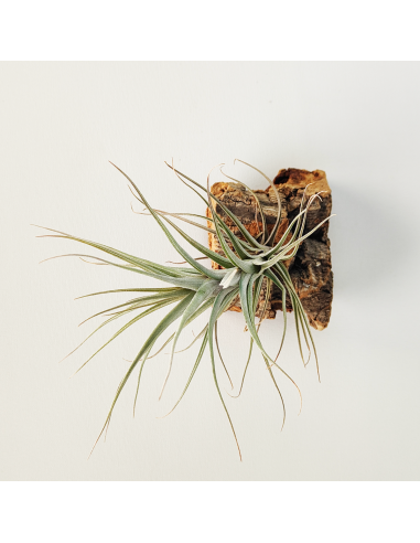 Tillandsia Werdermannii Ecoterrazas