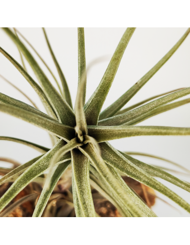 Tillandsia Werdermannii Ecoterrazas