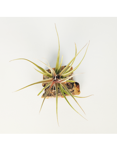 Tillandsia Nez Misso Ecoterrazas