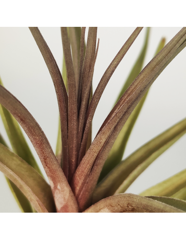 Tillandsia Nez Misso Ecoterrazas