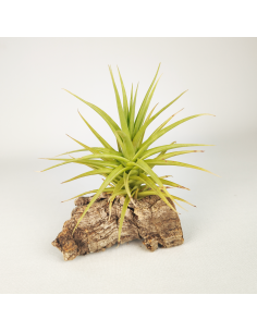 Tillandsia Aeranthos Miniata Ecoterrazas