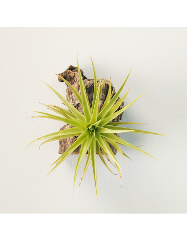 Tillandsia Aeranthos Miniata Ecoterrazas