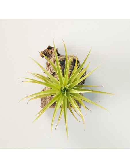 Tillandsia Aeranthos Miniata Ecoterrazas