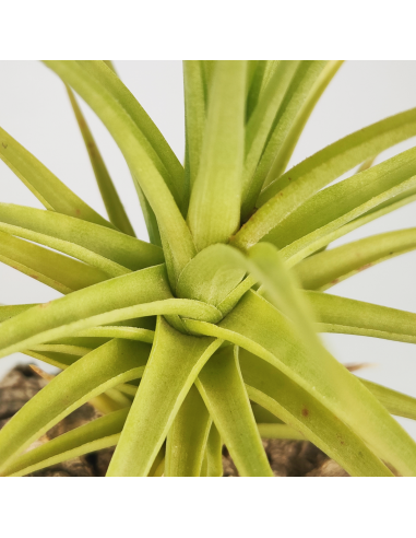 Tillandsia Aeranthos Miniata Ecoterrazas