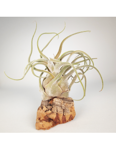 Tillandsia Seleriana Híbrida Ecoterrazas